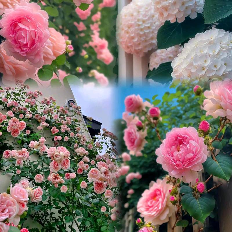 山茶花读不懂白玫瑰