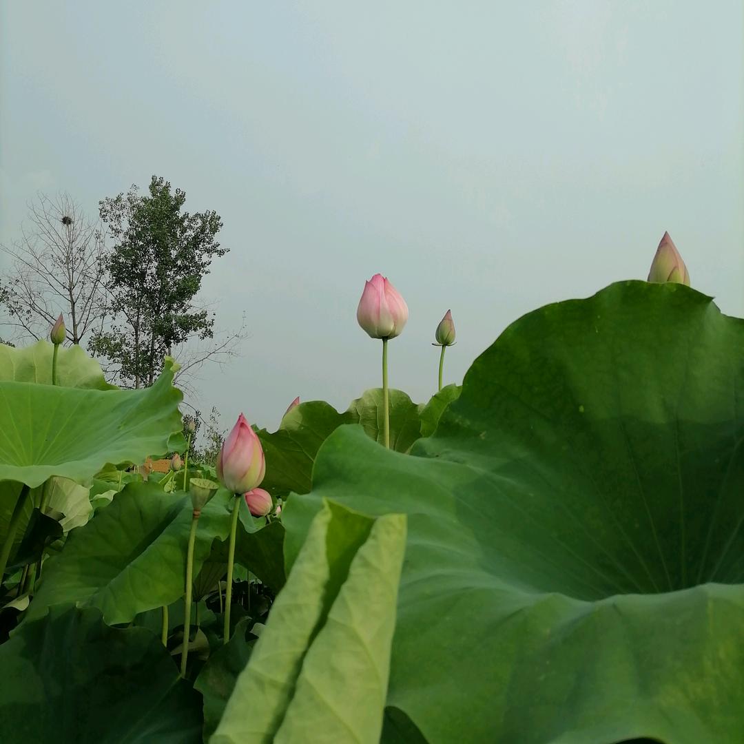 你若安好便是晴天