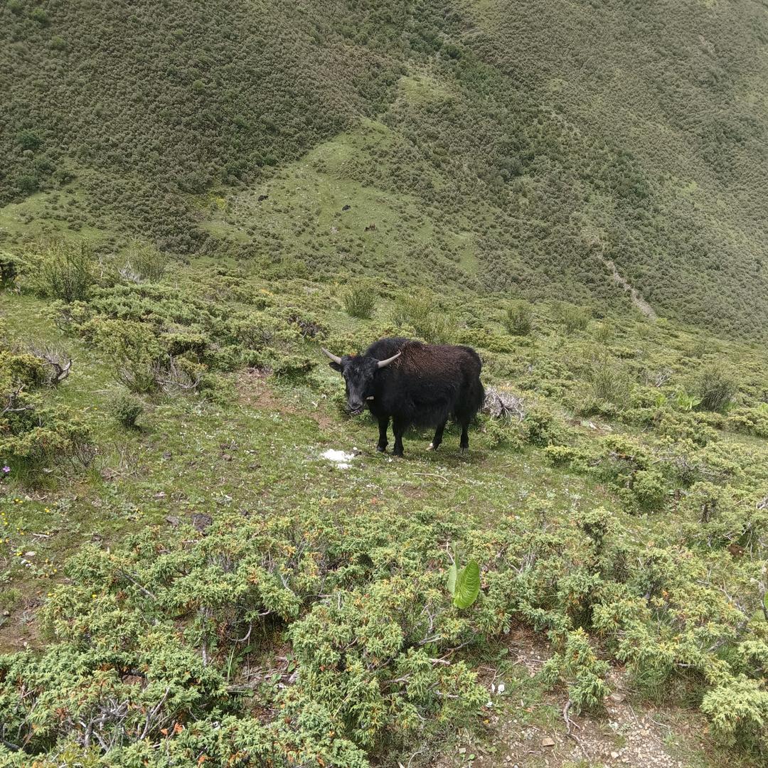 ཀ་ཁ་