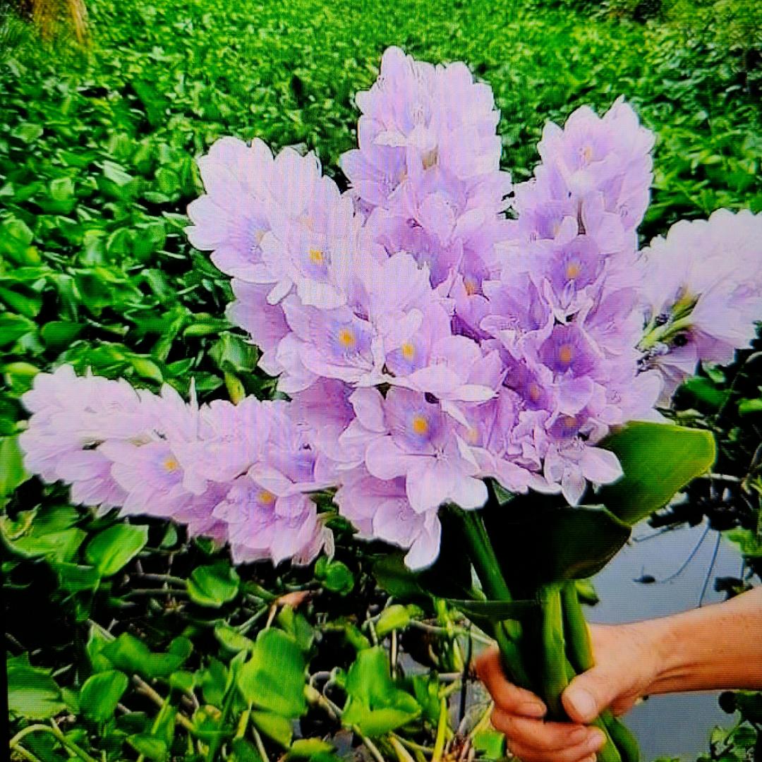 小包菜