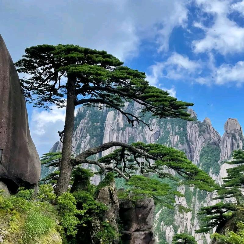 🏞黄山酒旅推荐官