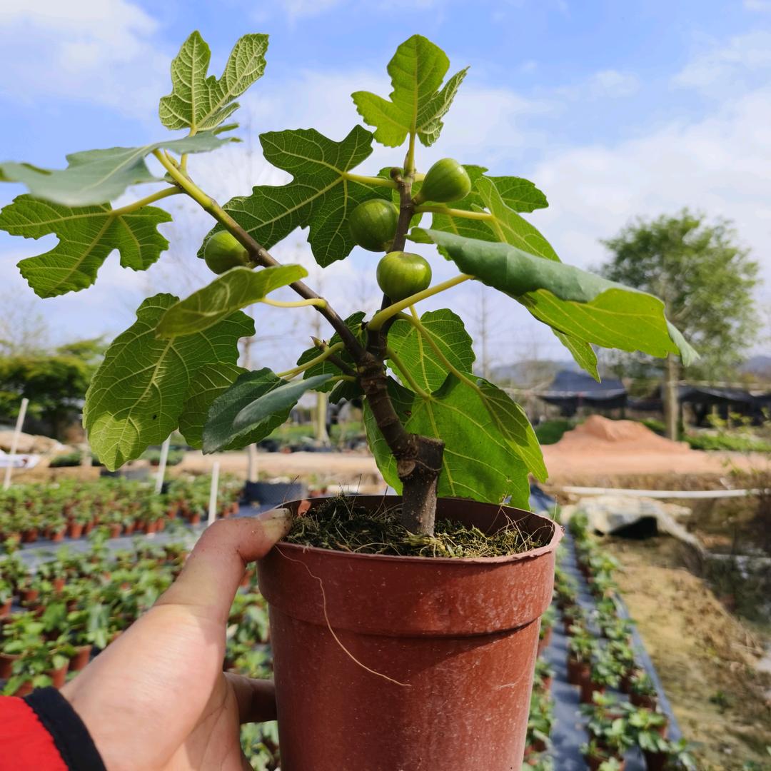 果木岛吉果果果树苗木专卖店