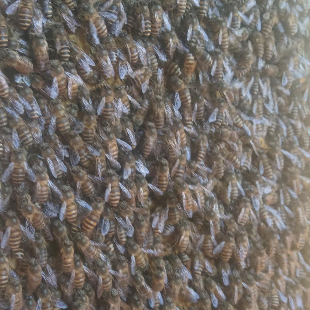 蜜蜂养殖，自产自销，优质蜂蜜，假一赔十