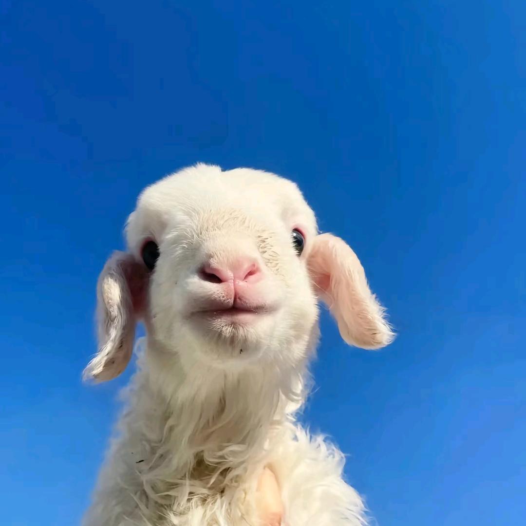 呼伦贝尔大草原畅游