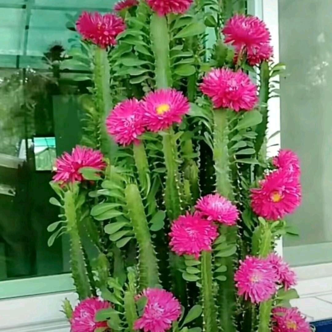 是谁这么优秀关注，黄大姐爱唱歌