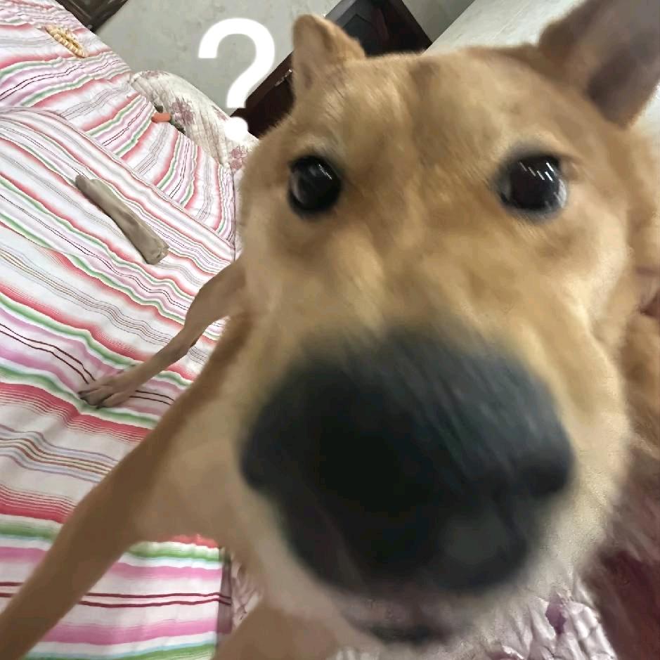 狗大王666