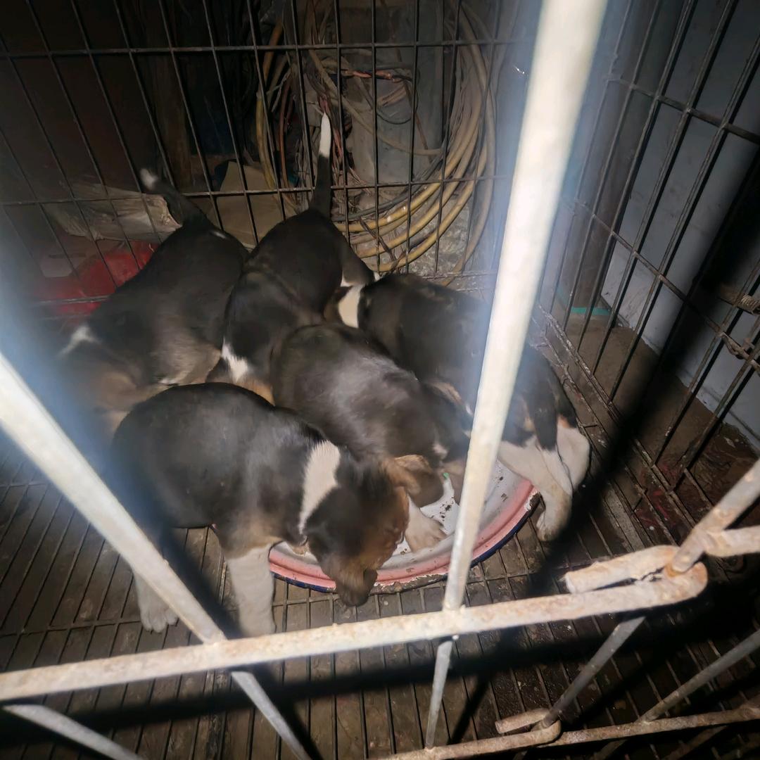 比格犬繁殖