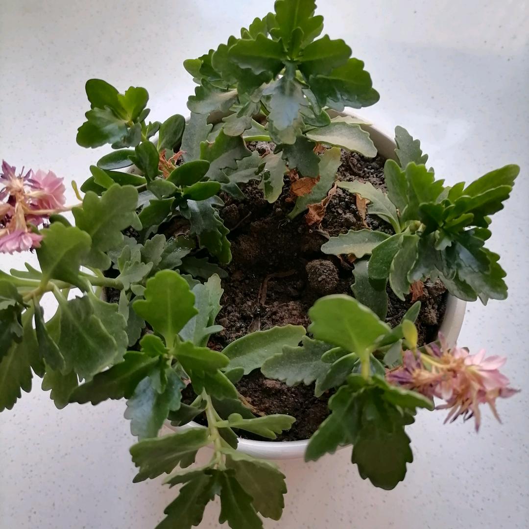 龙行天下