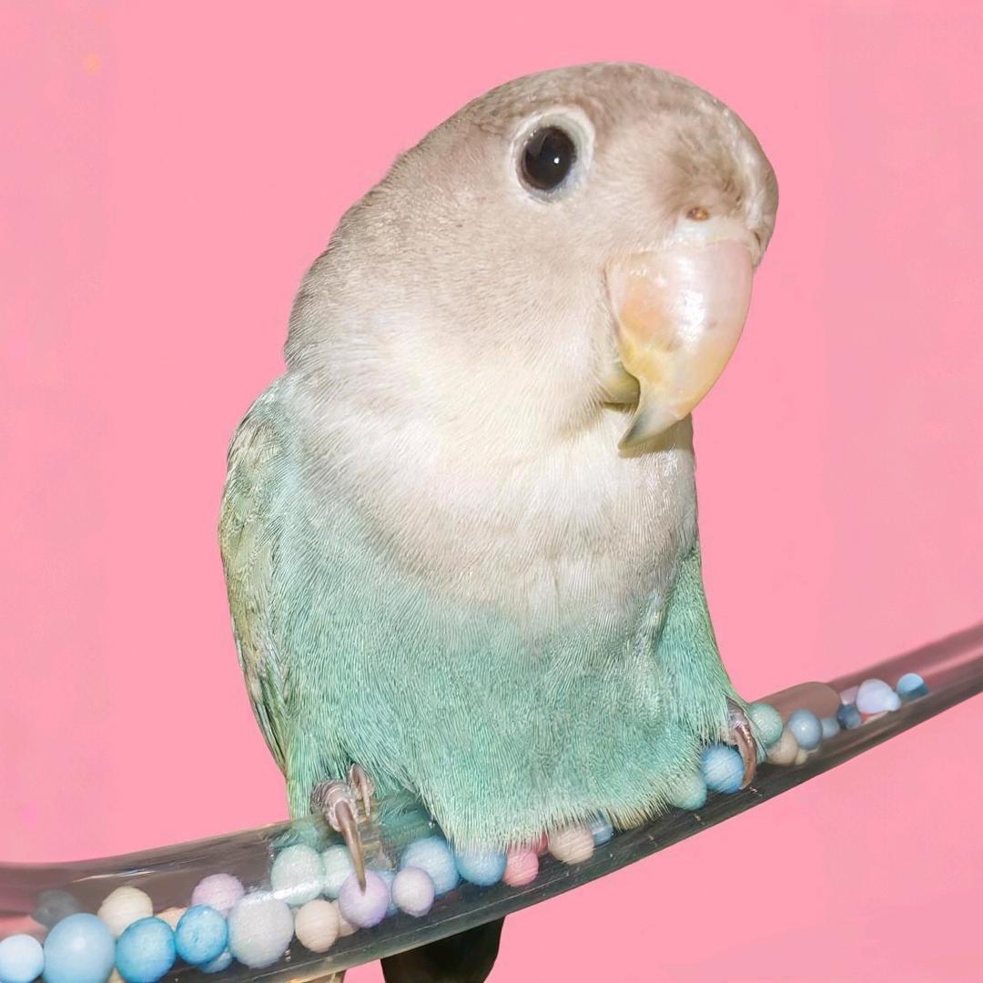 糖果小鸡系鹦鹉