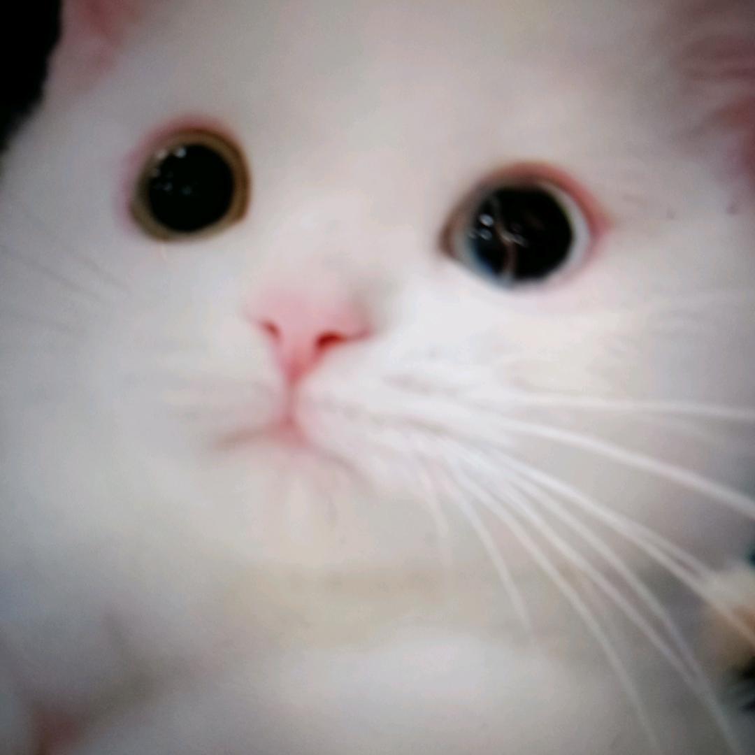 迷失雨樱花