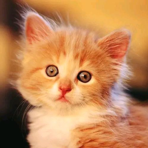 爱吃鱼的Cat