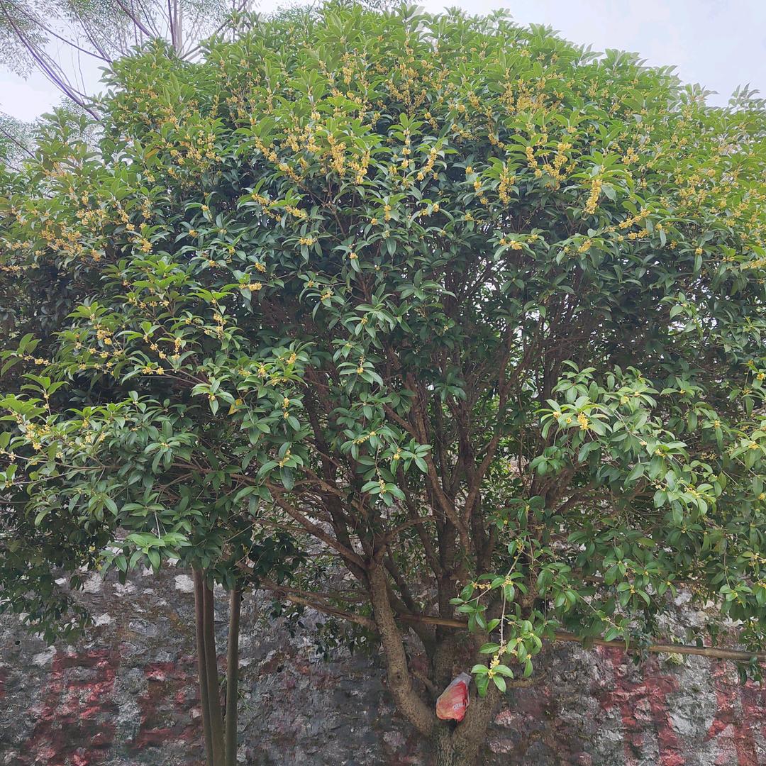 ☘️☘️清淩☘️☘️