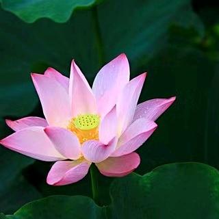 暖春丶