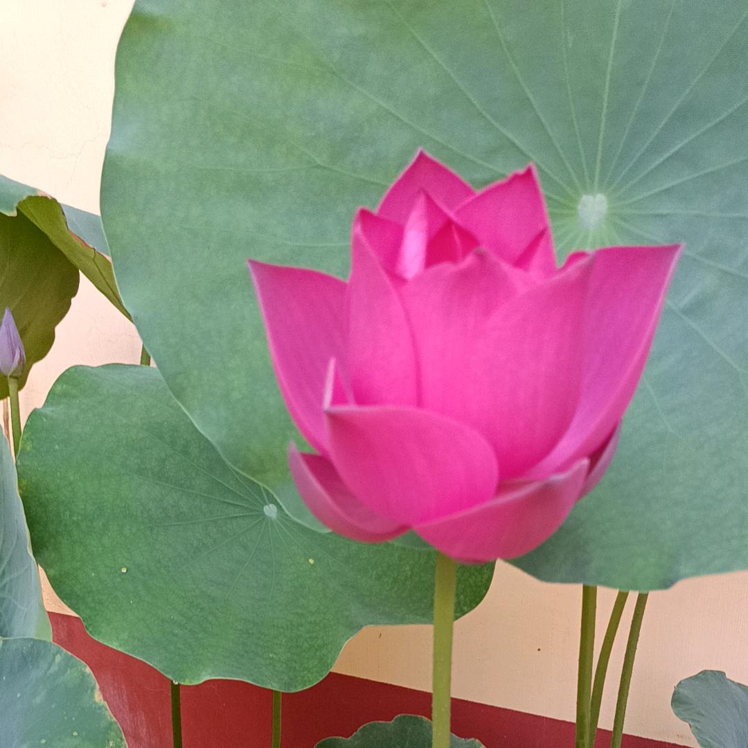 陈心如愿