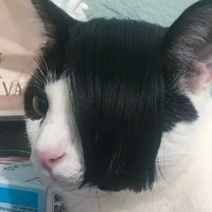 无情道宗顾小草🌱