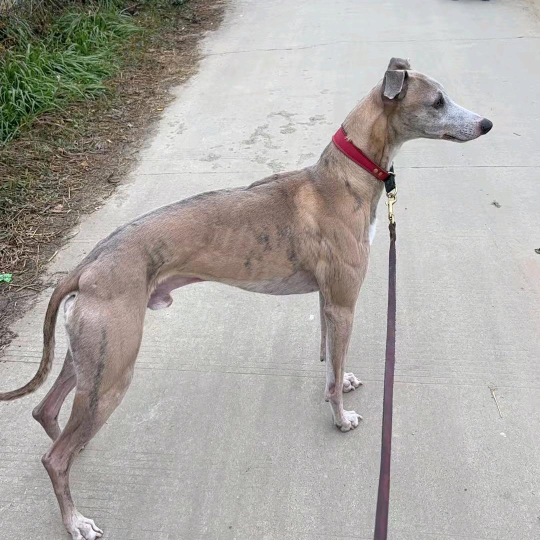 河南红烧肉，肉肉