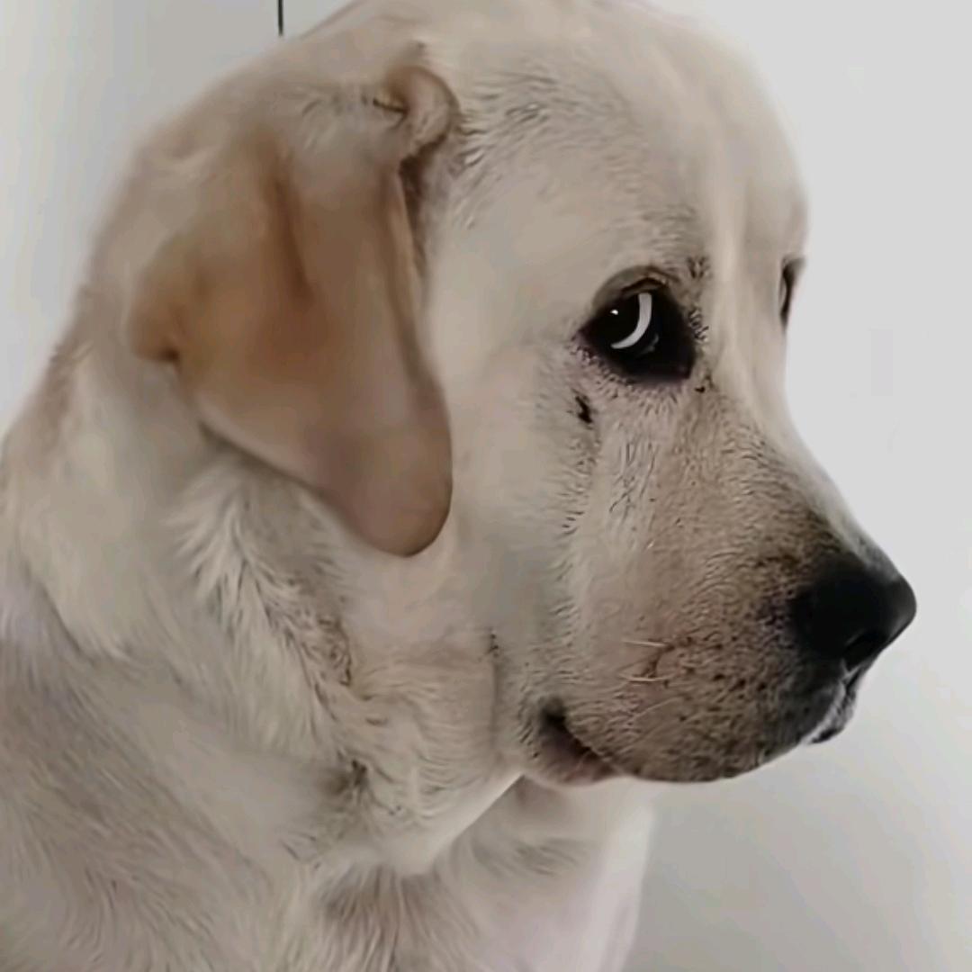 🌈狼🐺