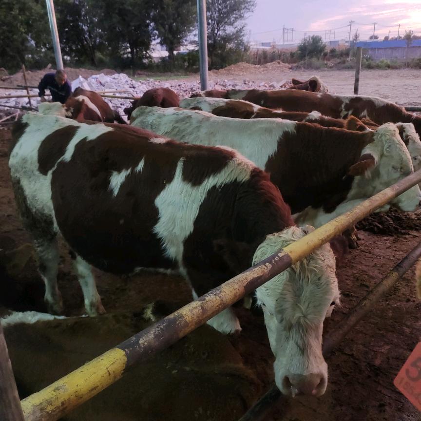 蒙城县三义镇黄牛交易市场