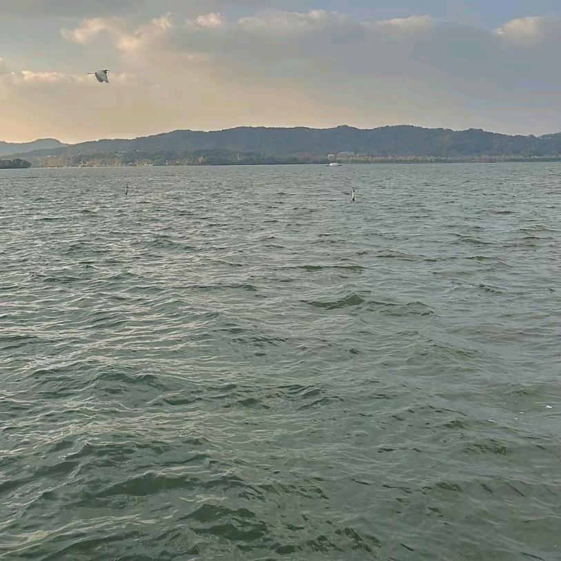 小鱼