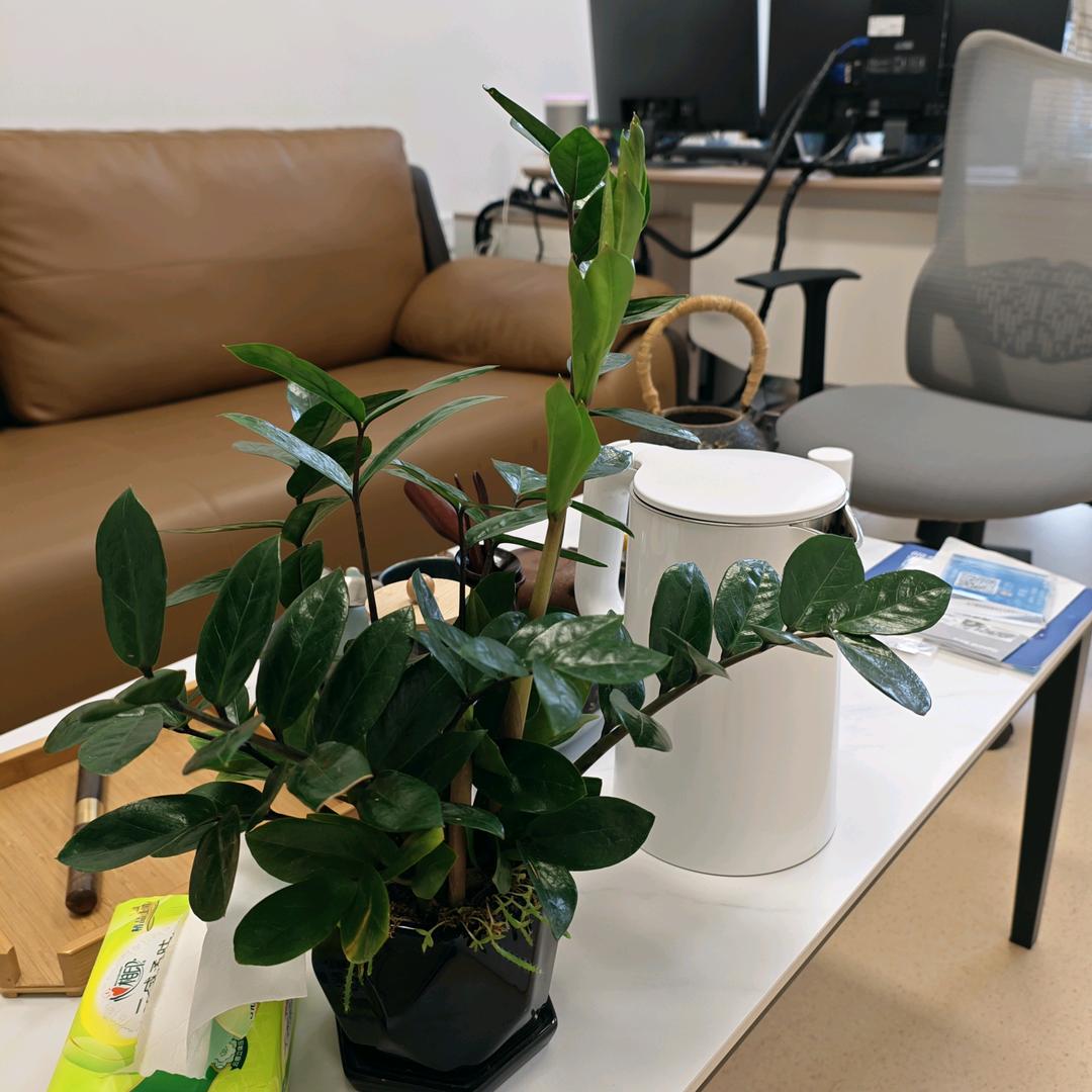 黔晟健康中心小草
