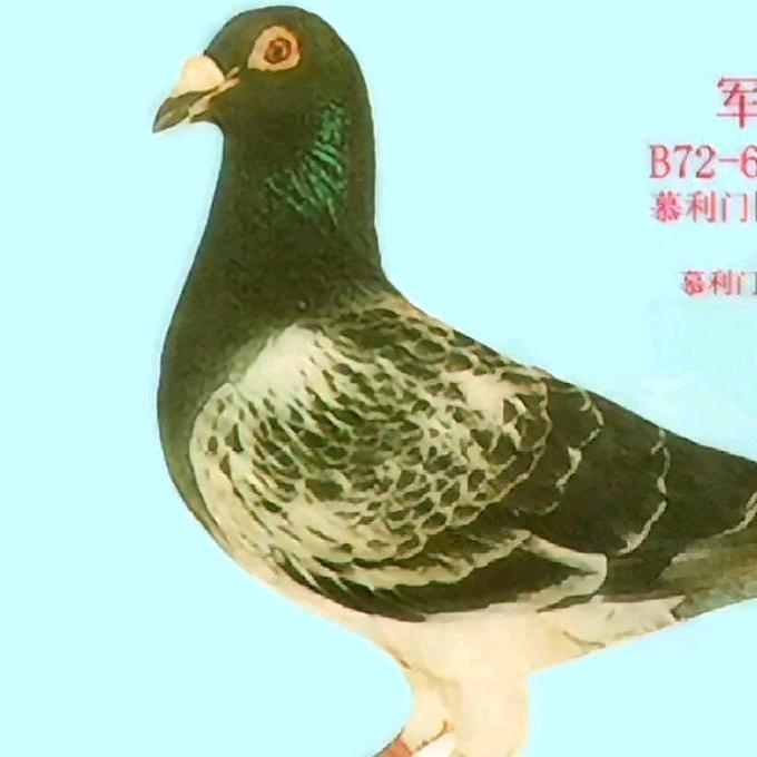 九点鸽舍