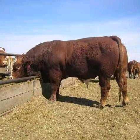 肉牛养殖技术分享