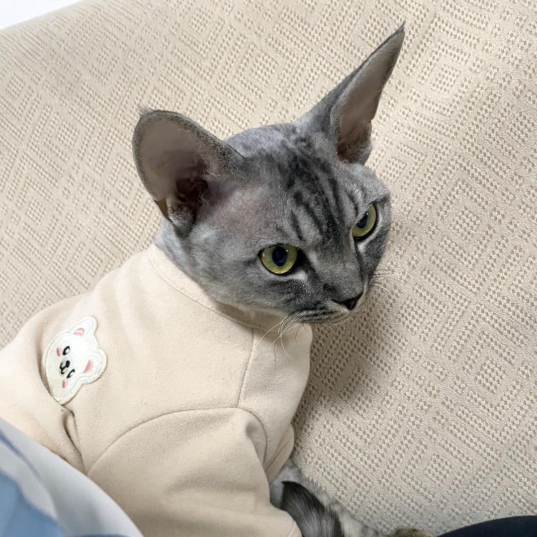 是虎斑的小五啊