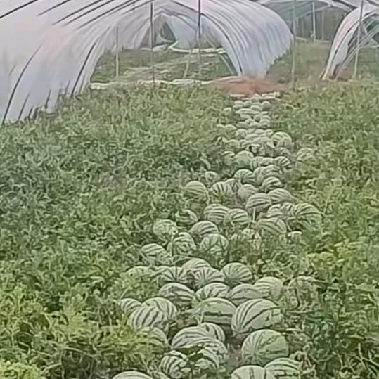 真心成意