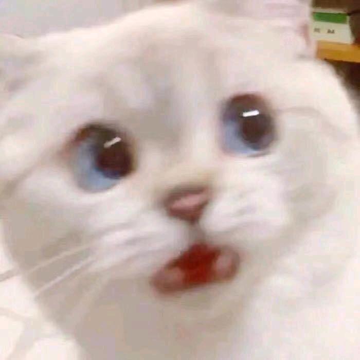苍椿头像
