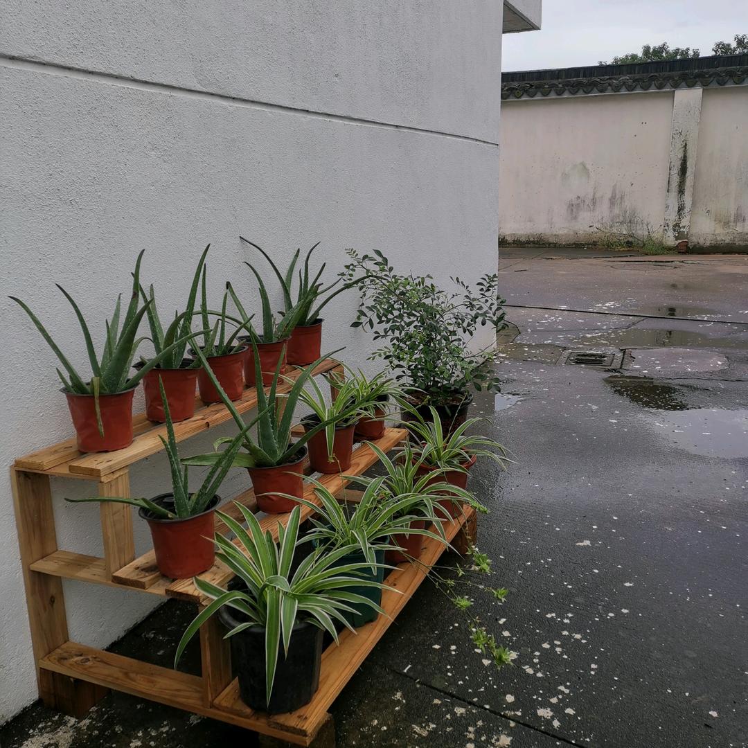 清锋