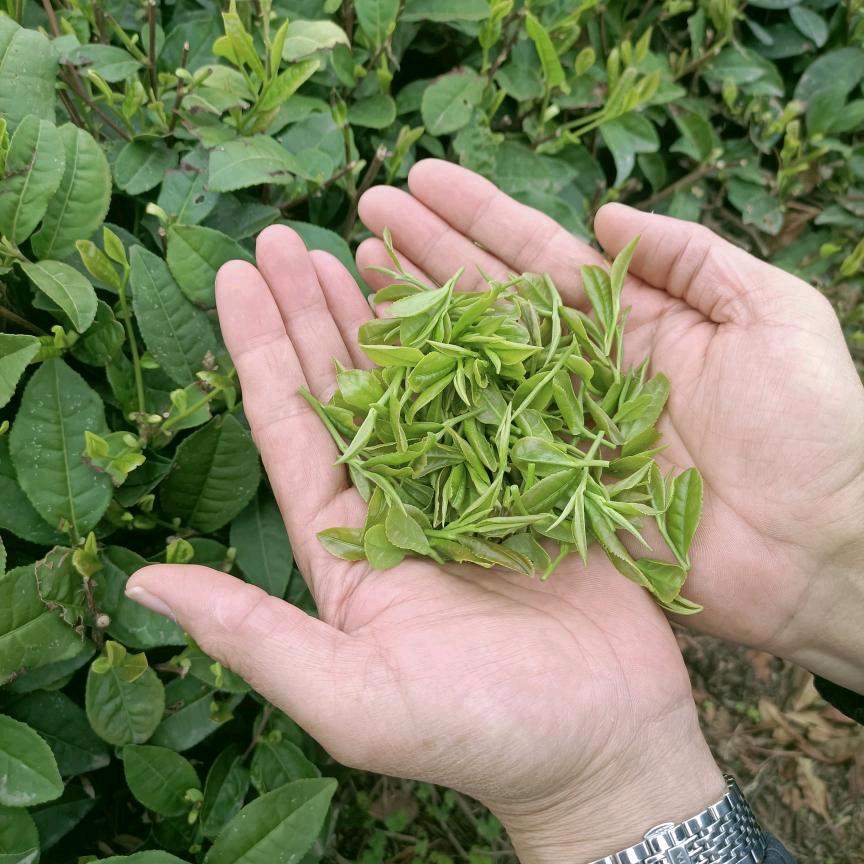 莒县瀚泉茶厂