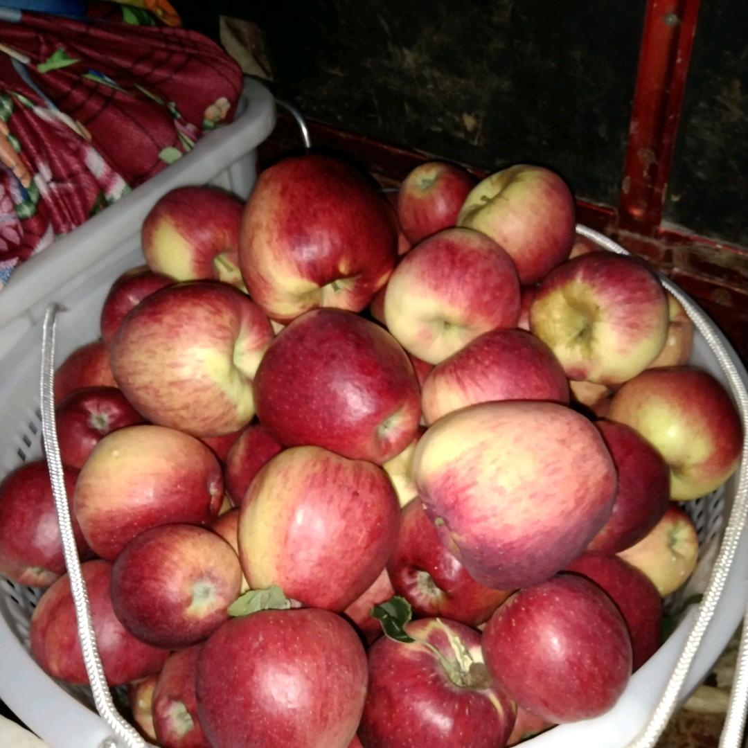 昭通原生态苹果