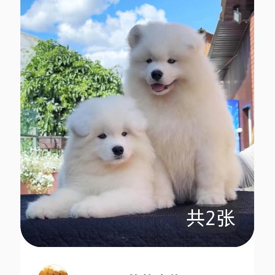 💞龍鳳小鸳鸯💞