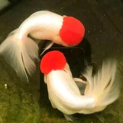阿东鱼舍