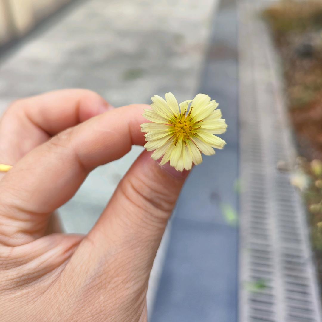 幸福小花儿