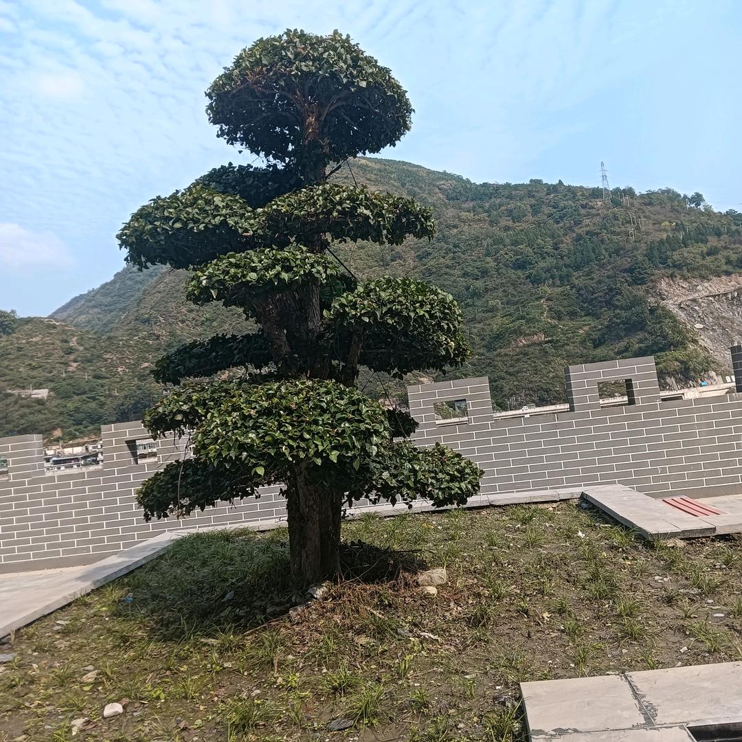 香姐，