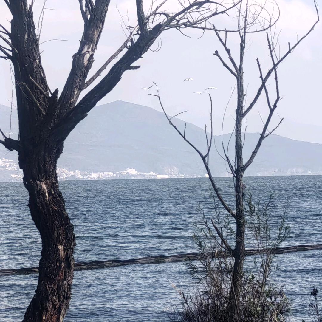 大举传媒小伍哥