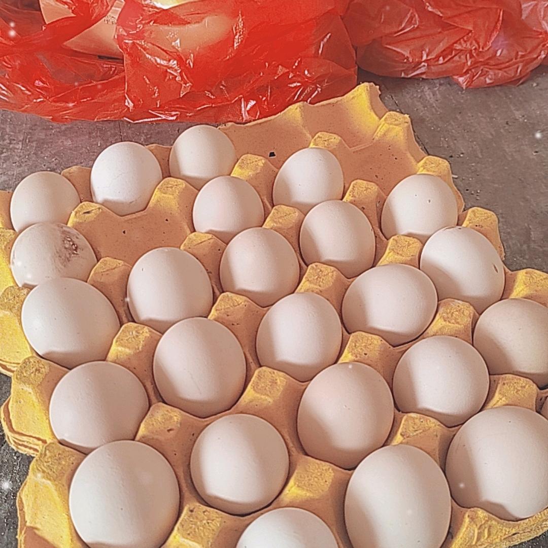 仙娘烧蛋，看蛋