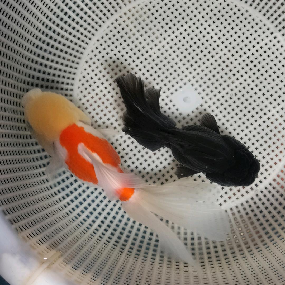 天赐水宠