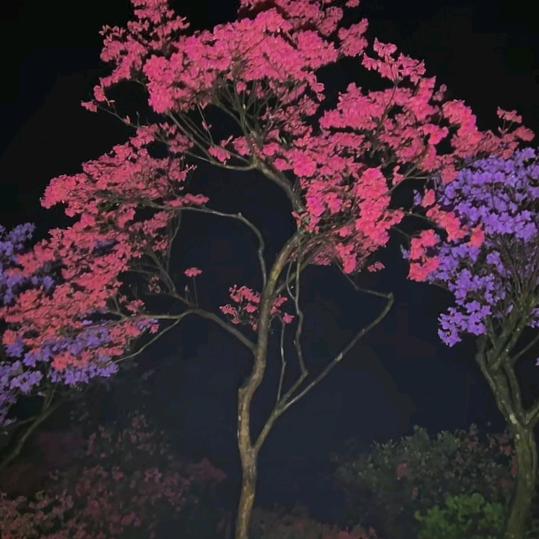 林中生态农业