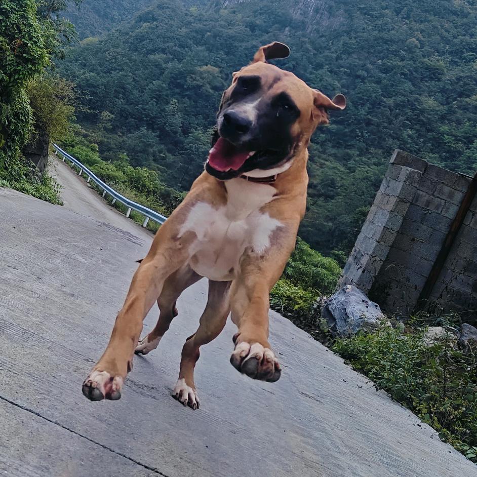 猛犬研习社