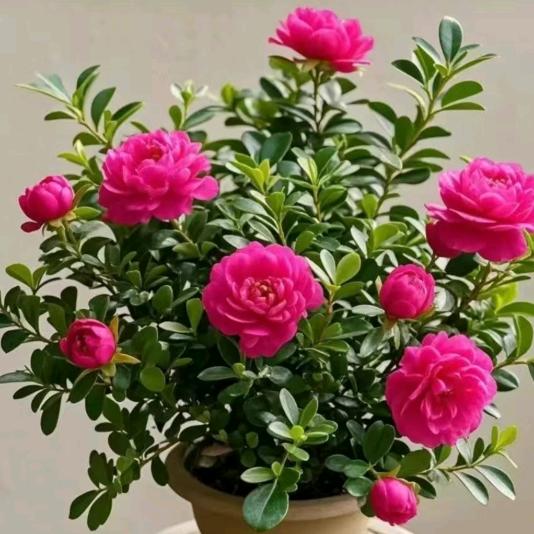 《花开富贵》