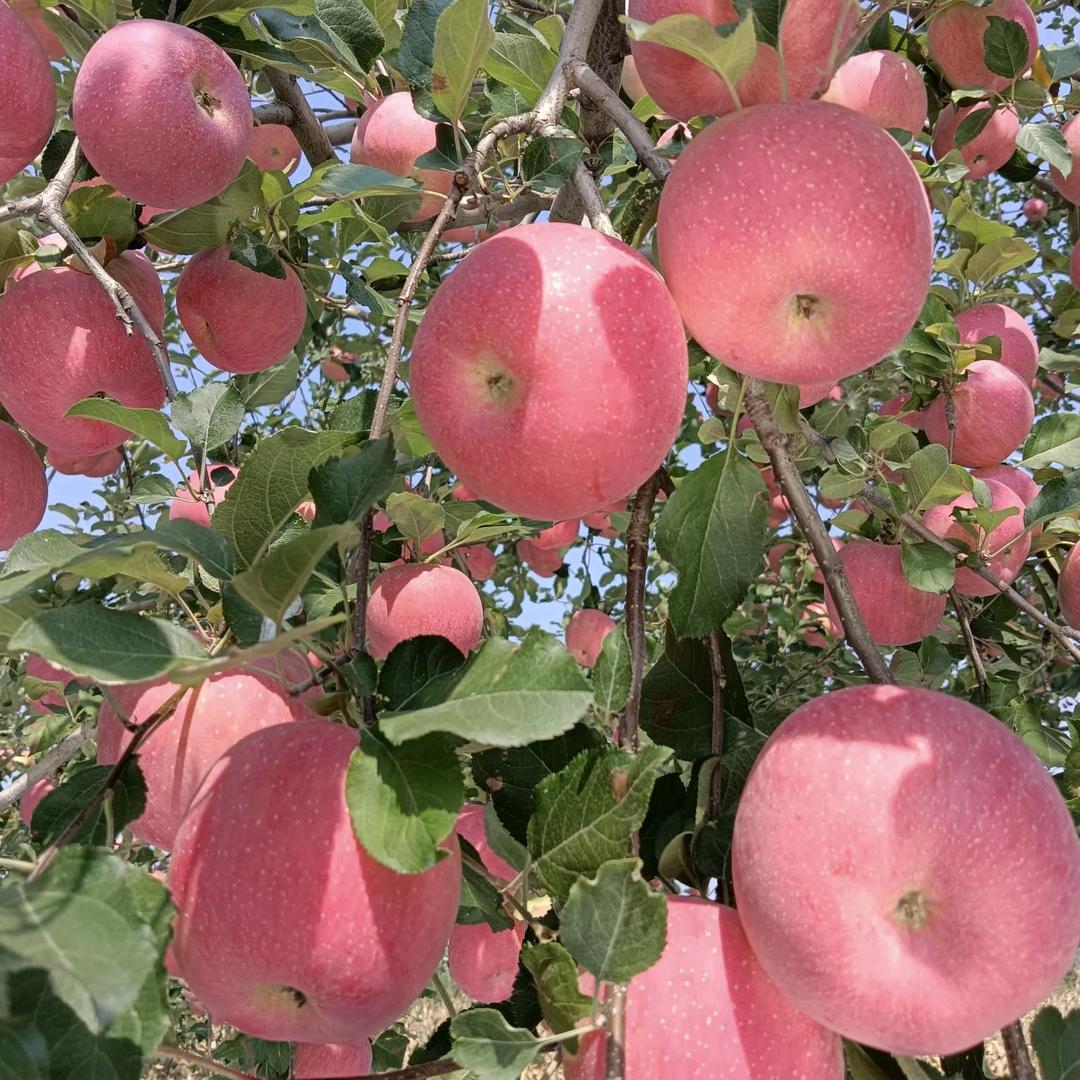 锋友果业合作社