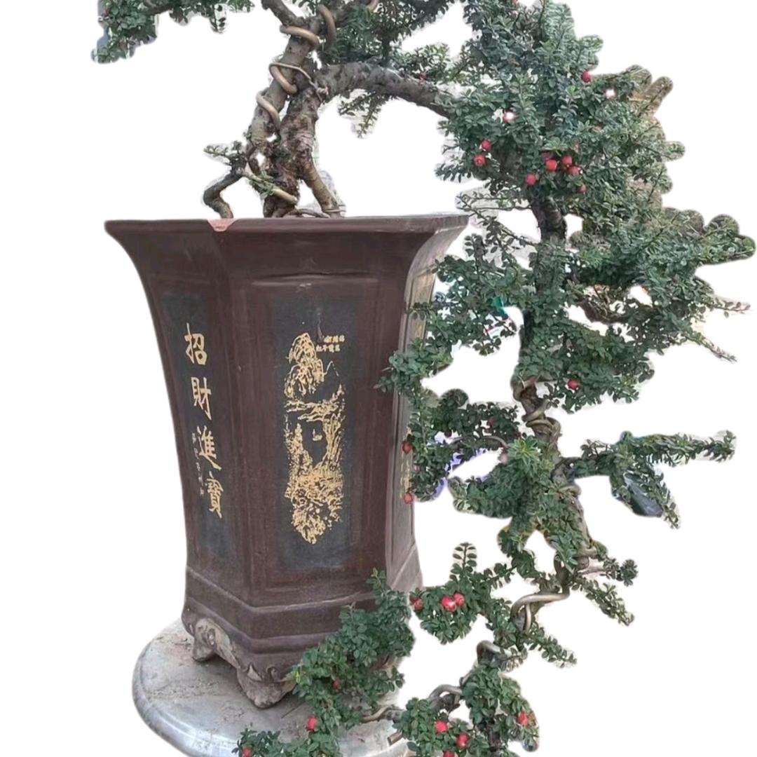 欣彤盆景创意屋