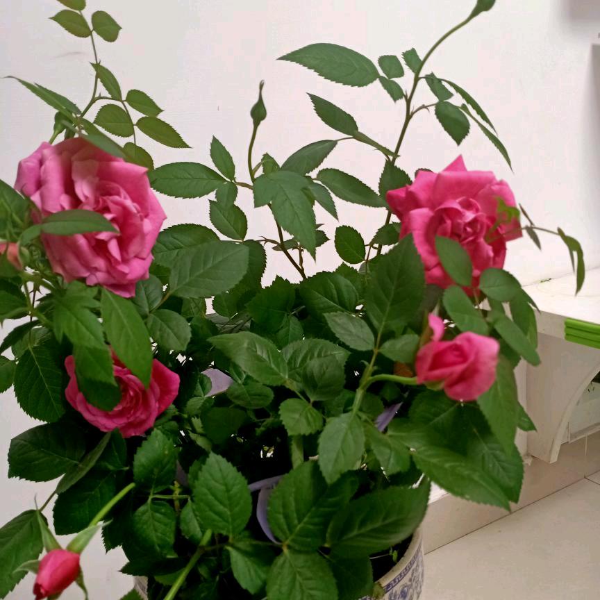 赏花怡情