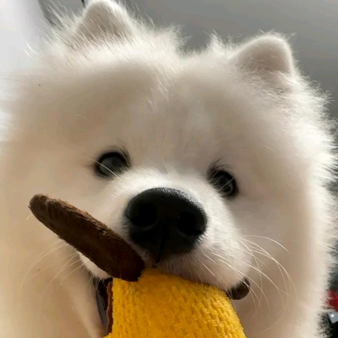 薯什么条