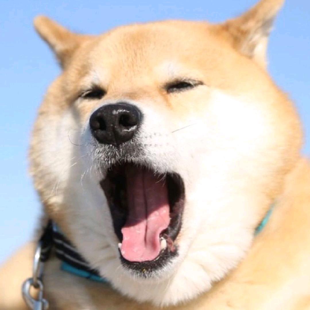 孤独时代的宠儿