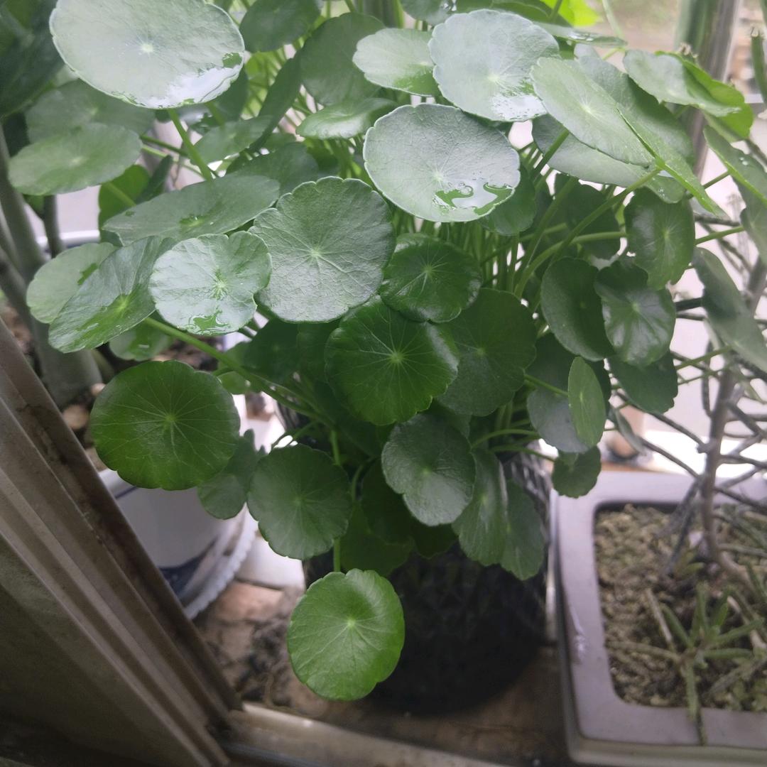 🎋🎋一笑而过ꦿ҉᭄࿚ནོ⁵²⁰