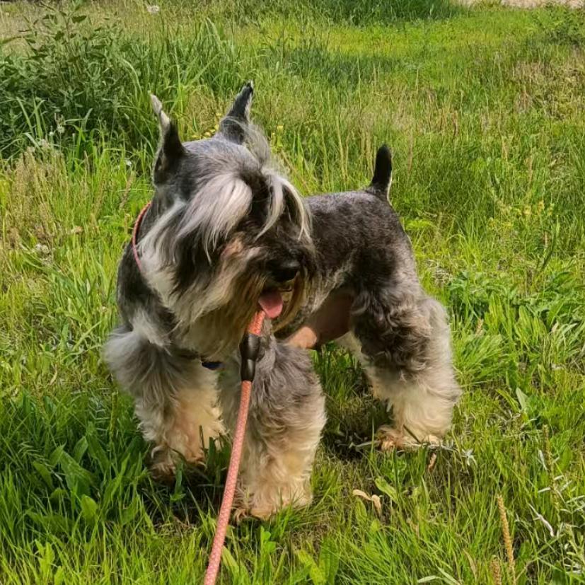 萌派雪纳瑞犬舍、专业借配、宠物托运