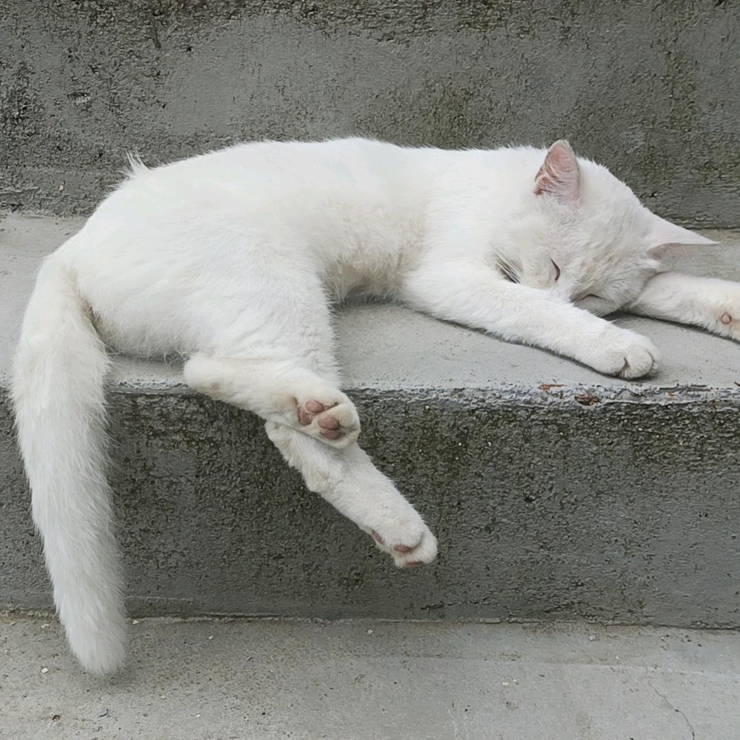 弹唱阿猫